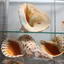 Aquarium on the embankment in Vladivostok, souvenir shells